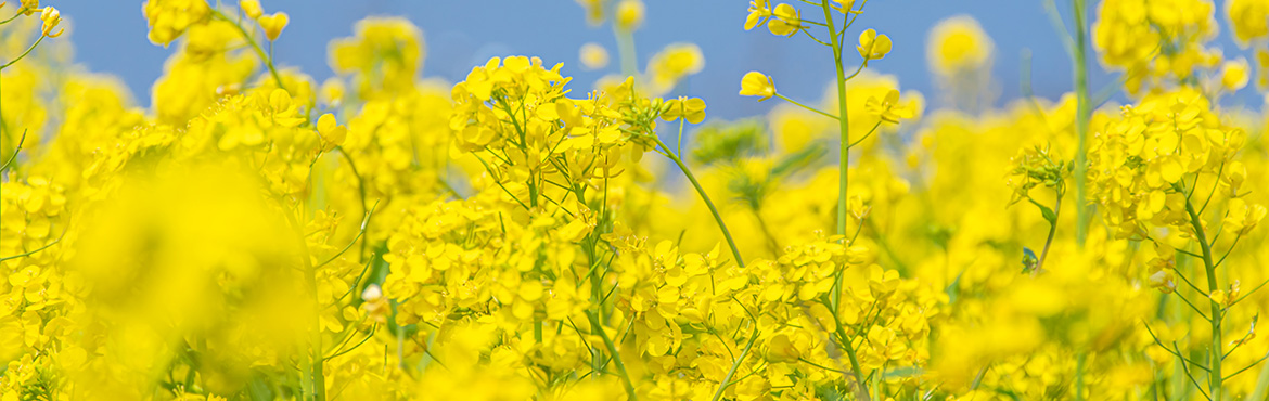 綠態(tài)雙低壓榨菜籽油